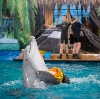 Дельфинарии, океанариумы в Звенигороде